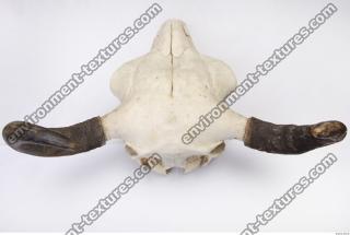 animal skull 0074